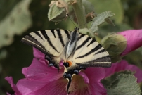 Le Flamb (Lpidoptre - Papilionidae - Iphiclides podalirius)